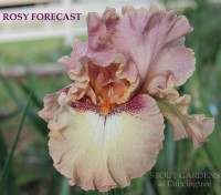 /album/a52/rosy-forecast-bryce-williamson-r-2009-jpeg/